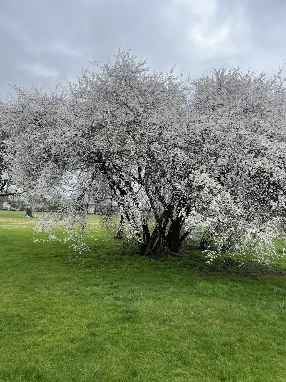 The Earth – A Unique Office of Nature’s Artistry